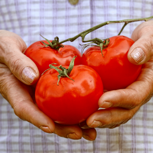 old-hands-tomatoes